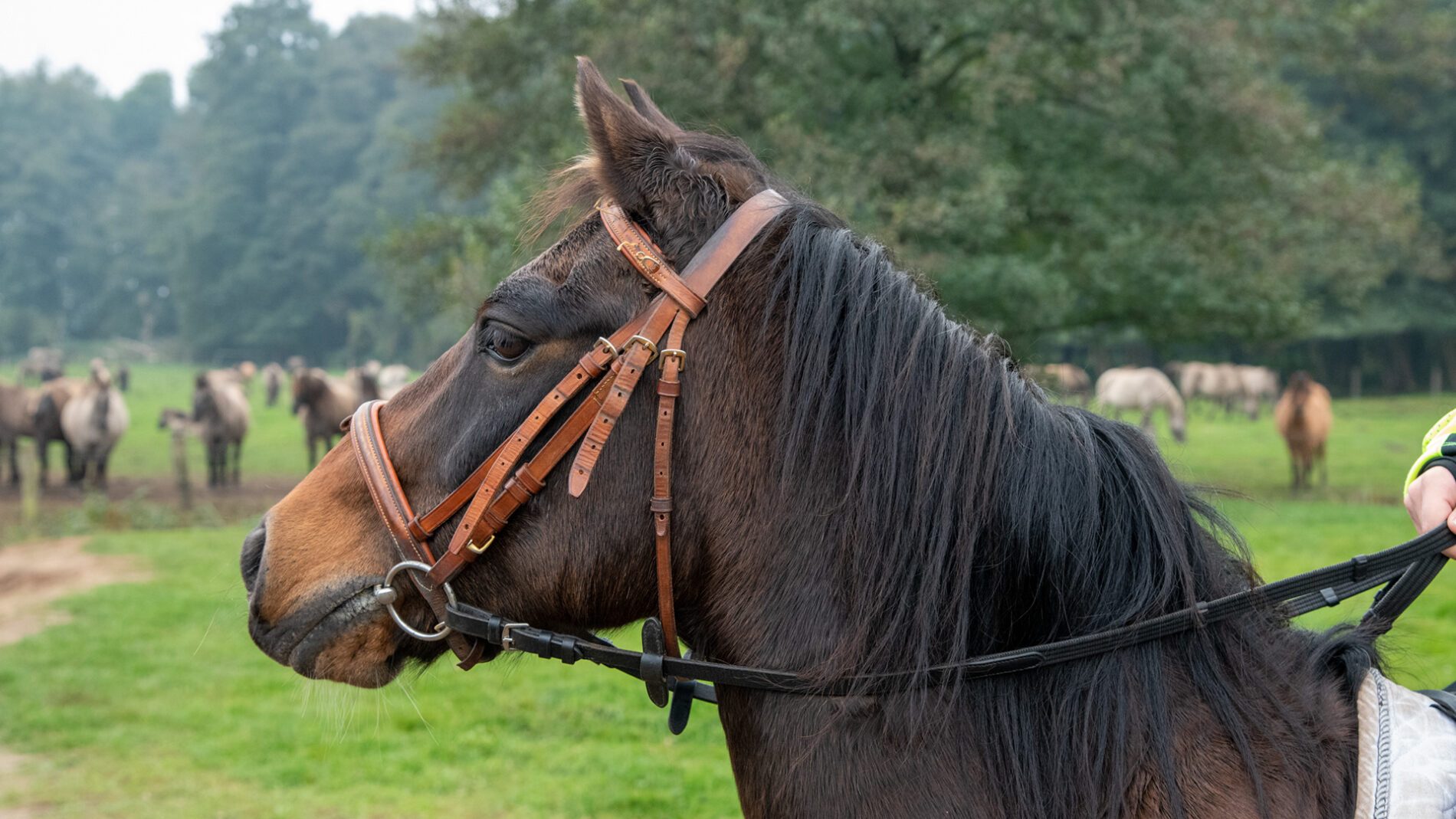 campingplatz-brockmuehle-ausritt-07