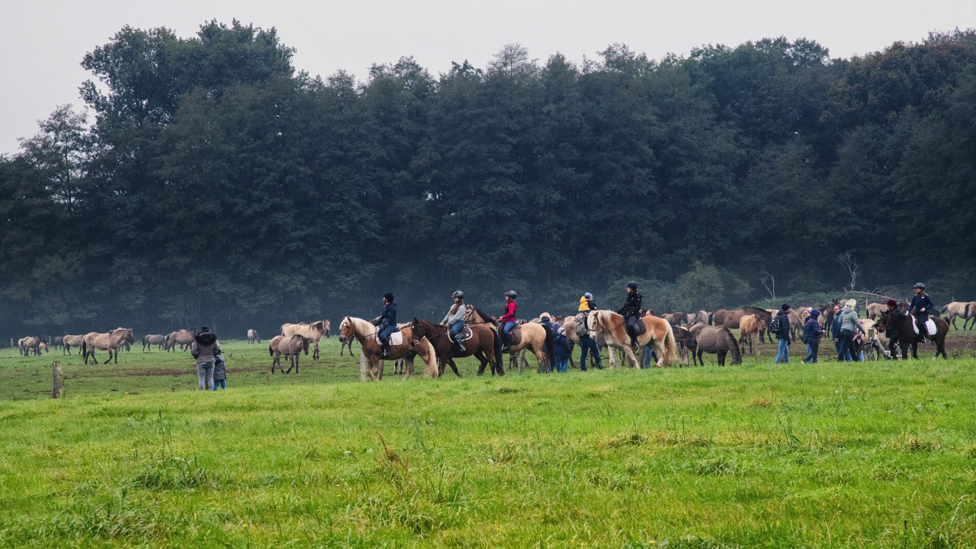 campingplatz-brockmuehle-ausritt-10