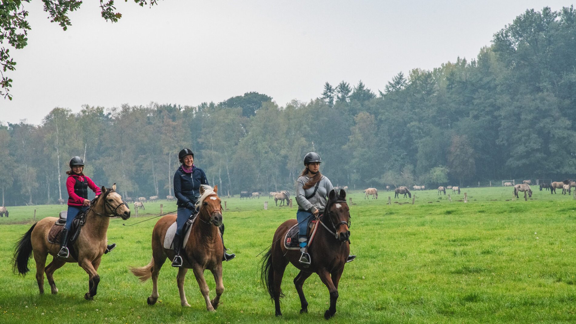 campingplatz-brockmuehle-ausritt-11