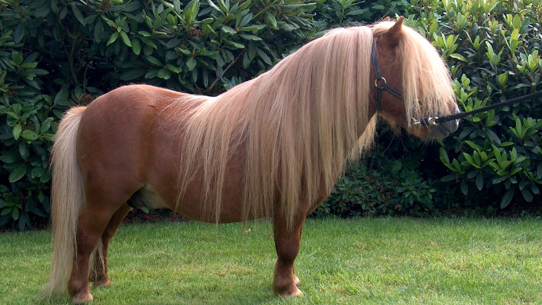 Urbanherovantbarreeltje