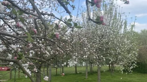 obstwiese_1