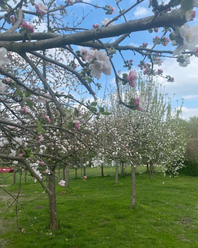 Der schöne Mai 🌺🍏