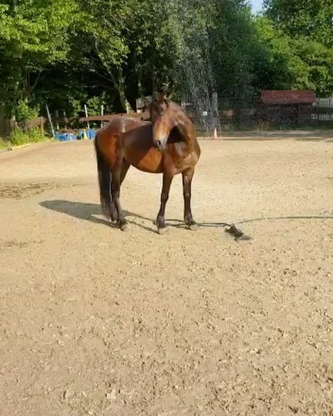 Da hilft nur ne kalte Dusche 🐴