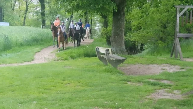 Ein typischer Ausritt durchs Gebüsch 🐎🌳
#pferde 
#camping
#brockmühle 
#reiten
