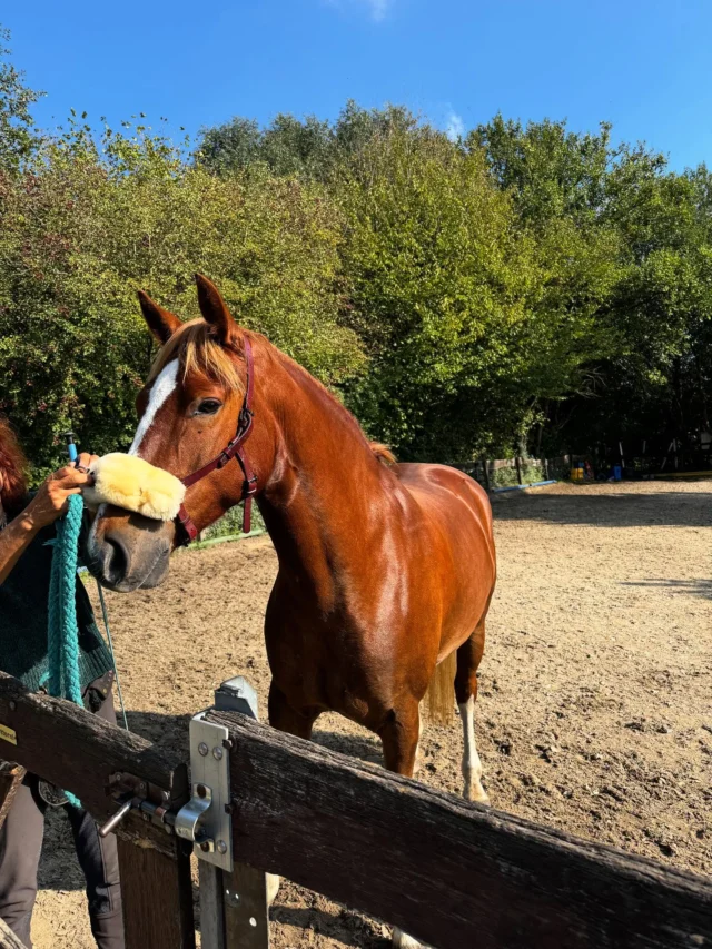 Wir stellen vor: Cooper! 🐴 Unser neuester „Mitarbeiter“ ist ein bildhübscher Freiberger Wallach, der unser Reitschul-Team ergänzt. Noch gewöhnt er sich ein, aber bald werdet ihr diesen tollen Kerl in der Reitbahn kennenlernen! Freut euch drauf!
#brockmühle #pferdeliebe❤️ #neuzugang