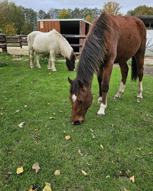 Hier ist unser neustes Familienmitglied.
Snoopy, Freiberger 1,5 Jahre.
Von unserem letzten Neuzugang Cooper , auch einem Freiberger, bin ich so begeistert das ich für uns gleich noch so ein Goldpferd erworben habe.
Snoopy ist extrem entspannt und darf jetzt erstmal Topur Gesellschaft leisten, das restliche Gras von der Fußballwiese fressen und etwas dicker werden.
Die beiden verstehen sich sehr gut.

Wir lieben Snppoy schon jetzt! 
Seine Lieblingsbeschäftigung ist fressen und sich krabbeln lassen. Er ist aber eher der zurückhaltende Typ der nichts überstürzt. 
Voraussichtlich wird er noch etwas größer als Cooper werden. Also mindestens 160m hoch.
Wir sind alle gespannt wie er sich entwickelt!