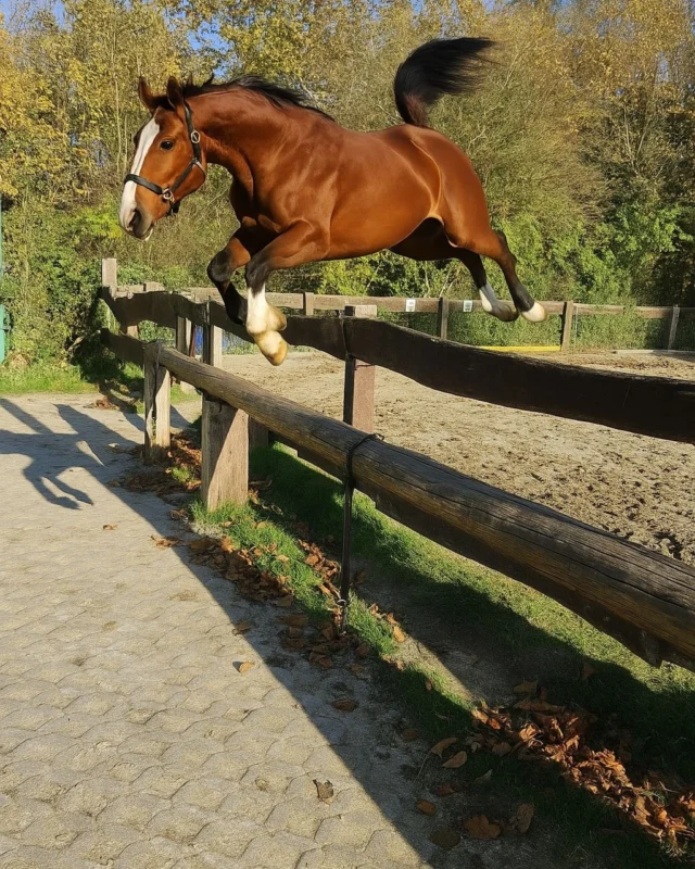 Vorhin... unser neuer Freiberger Snoopy 1,5 Jahre meine einfach mal so über unseren Zaun am Reitplatz zu springen.
Das Gras auf der anderen Seite sieht so lecker aus.
Na das kann ja spaßig werden mit ihm!